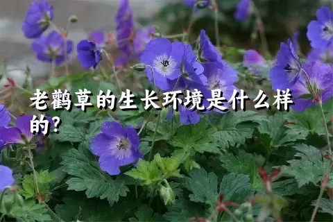 老鹳草的生长环境是什么样的？