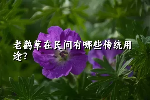 老鹳草在民间有哪些传统用途？