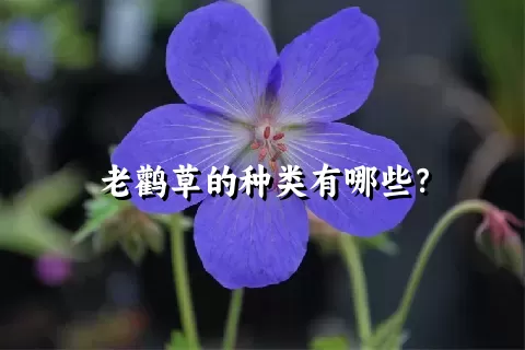 老鹳草的种类有哪些？