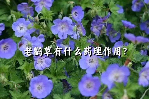 老鹳草有什么药理作用？