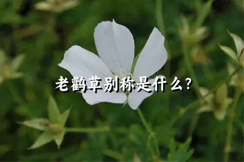 老鹳草别称是什么？