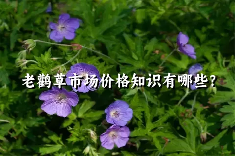 老鹳草市场价格知识有哪些？