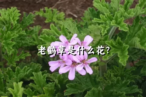 老鹳草是什么花？