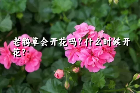 老鹳草会开花吗？什么时候开花？