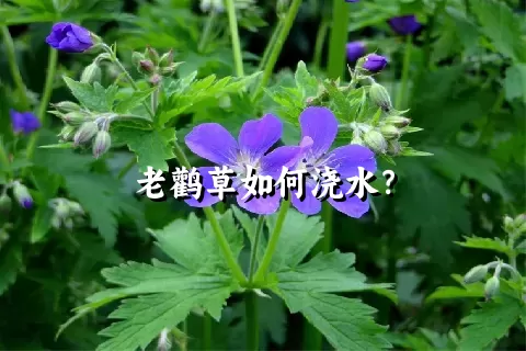 老鹳草如何浇水？