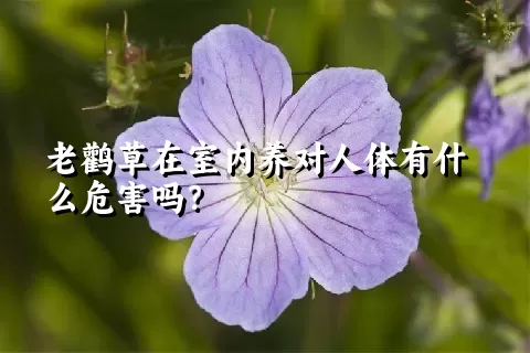 老鹳草在室内养对人体有什么危害吗？