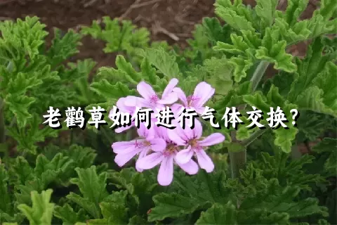 老鹳草如何进行气体交换？