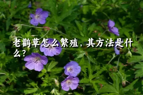 老鹳草怎么繁殖，其方法是什么？