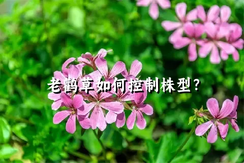 老鹳草如何控制株型？