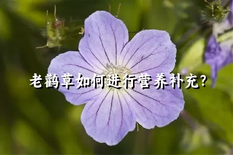 老鹳草如何进行营养补充？