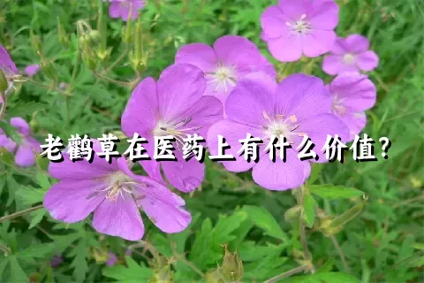 老鹳草在医药上有什么价值？