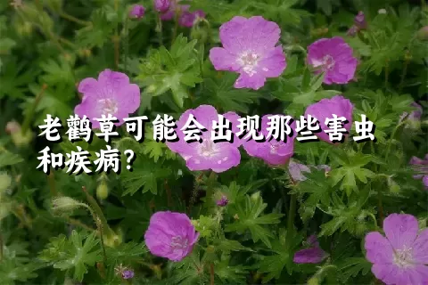 老鹳草可能会出现那些害虫和疾病？