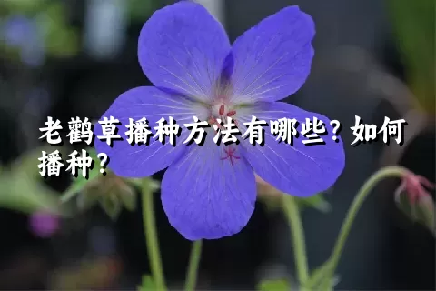 老鹳草播种方法有哪些？如何播种？