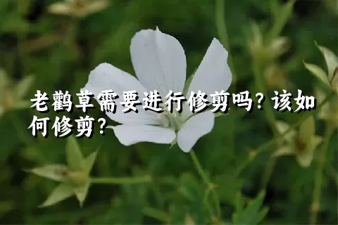 老鹳草需要进行修剪吗？该如何修剪？