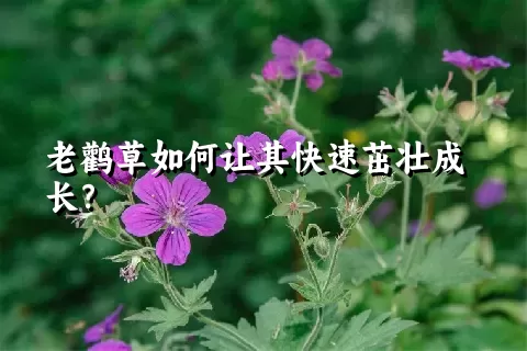 老鹳草如何让其快速茁壮成长？