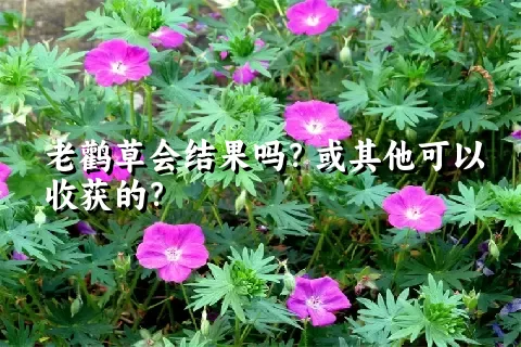 老鹳草会结果吗？或其他可以收获的？