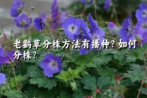 老鹳草分株方法有播种？如何分株？