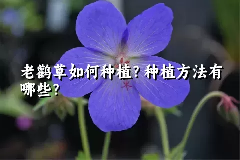 老鹳草如何种植？种植方法有哪些？