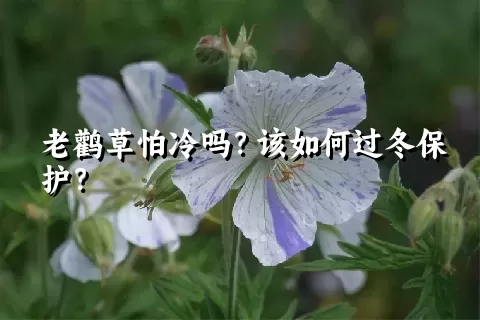 老鹳草怕冷吗？该如何过冬保护？