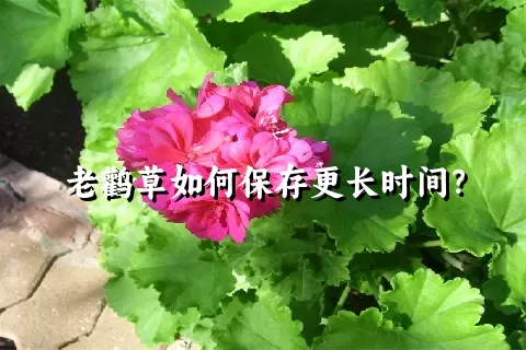 老鹳草如何保存更长时间？