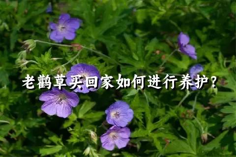 老鹳草买回家如何进行养护？