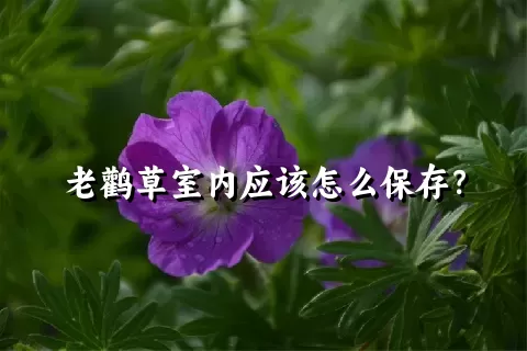 老鹳草室内应该怎么保存？