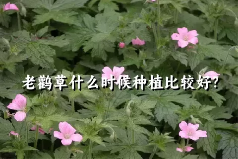 老鹳草什么时候种植比较好？