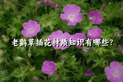 老鹳草插花材质知识有哪些？