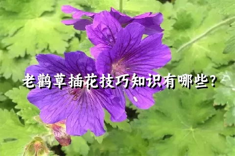 老鹳草插花技巧知识有哪些？