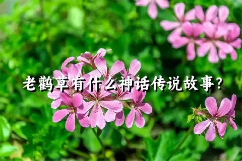 老鹳草有什么神话传说故事？