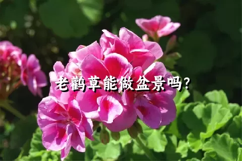 老鹳草能做盆景吗？