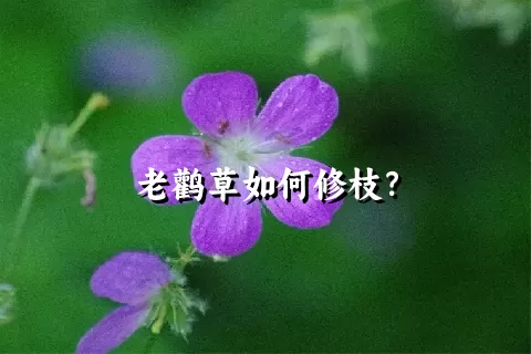 老鹳草如何修枝？