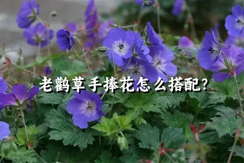 老鹳草手捧花怎么搭配？