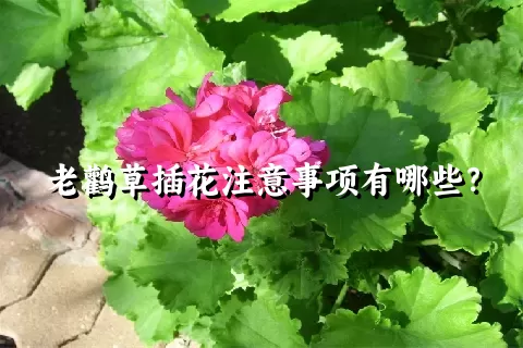 老鹳草插花注意事项有哪些？