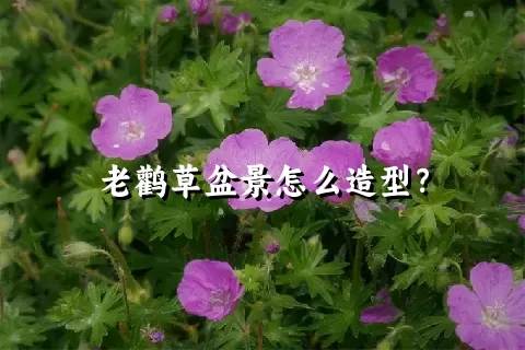 老鹳草盆景怎么造型？