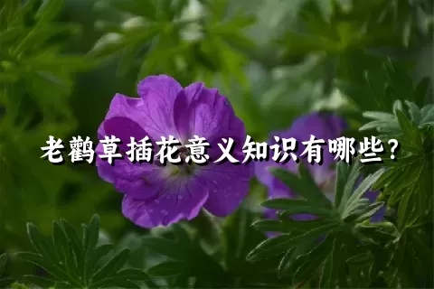 老鹳草插花意义知识有哪些？