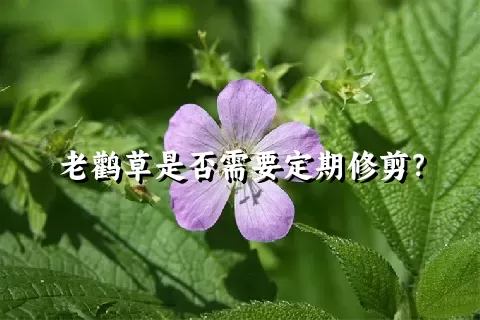 老鹳草是否需要定期修剪？