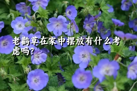 老鹳草在家中摆放有什么考虑吗？