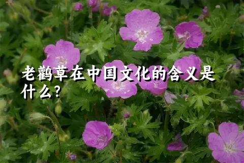 老鹳草在中国文化的含义是什么？