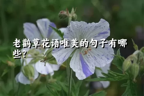 老鹳草花语唯美的句子有哪些？