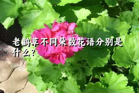 老鹳草不同朵数花语分别是什么？