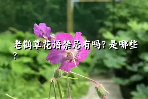 老鹳草花语禁忌有吗？是哪些？