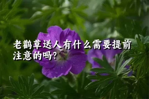 老鹳草送人有什么需要提前注意的吗？