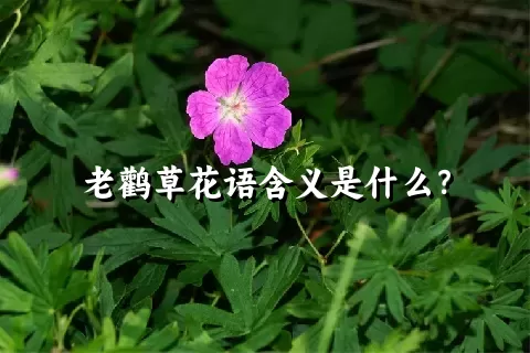 老鹳草花语含义是什么？