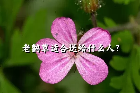 老鹳草适合送给什么人？