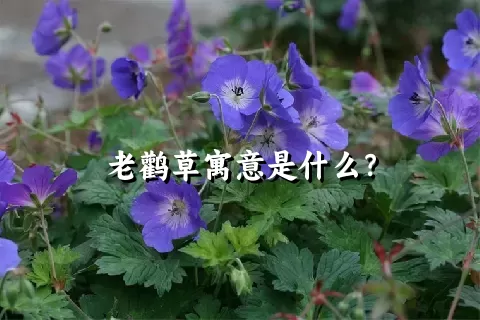 老鹳草寓意是什么？