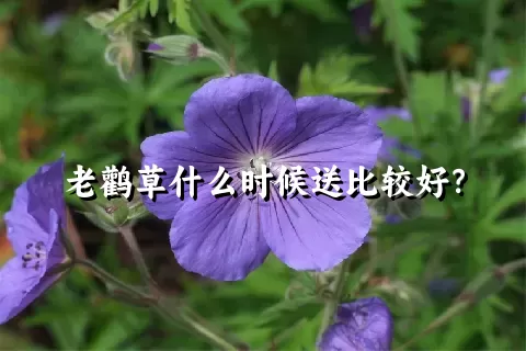 老鹳草什么时候送比较好？