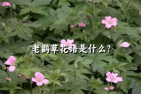 老鹳草花语是什么？