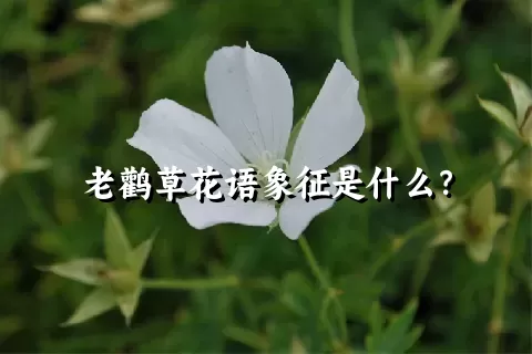 老鹳草花语象征是什么？