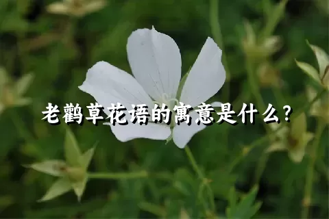 老鹳草花语的寓意是什么？